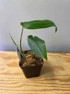 63. Amydrium Medium