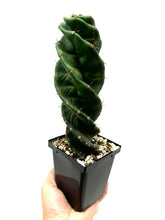 Load image into Gallery viewer, Cereus Forbesii cv. Spiralis &#39;Spiral Cactus&#39; Large Size (Ships within Canada only)