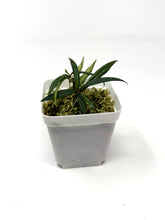 Load image into Gallery viewer, Hoya Pauciflora