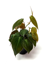 Load image into Gallery viewer, Philodendron Hederaceum ‘Micans’