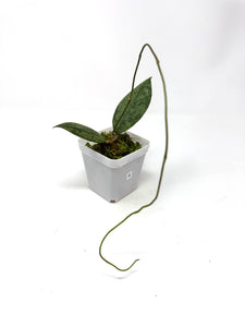Hoya Lambii Silver B