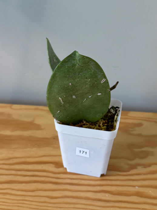 171. Hoya Silver Dollar