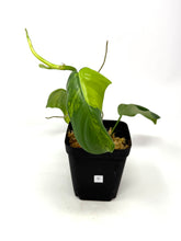 Load image into Gallery viewer, Philodendron Bipennifolium Violin Variegated C
