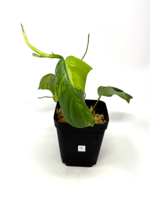 Philodendron Bipennifolium Violin Variegated C