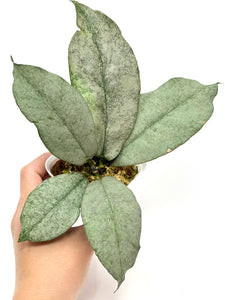 Hoya Mitrata Silver D