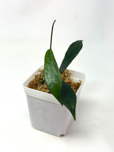 Load image into Gallery viewer, Hoya Rostellata 'Hummingbird'