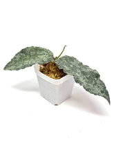 Load image into Gallery viewer, Hoya Caudata Silver Ghost