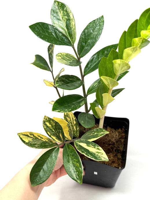 Zamioculcas Zamiifolia Variegated “ZZ” K