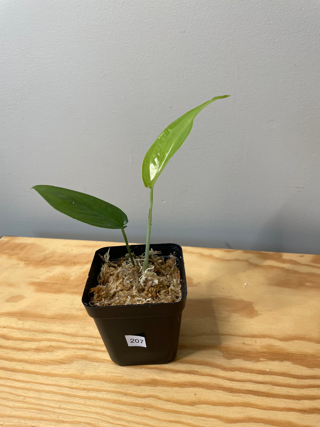 207. Amydrium Zippelanium (juvenile)