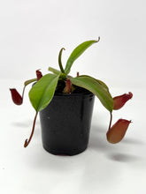 Load image into Gallery viewer, Nepenthes ‘Bloody Mary’