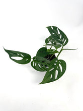 Load image into Gallery viewer, Monstera Adansonii