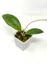Load image into Gallery viewer, Hoya Forbesii Silver