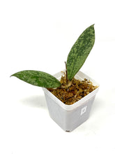 Load image into Gallery viewer, Hoya Lambii Silver C