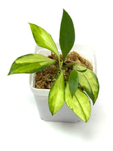 Load image into Gallery viewer, Hoya Walliniana Variegated