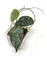 Load image into Gallery viewer, Hoya Caudata Silver Ghost
