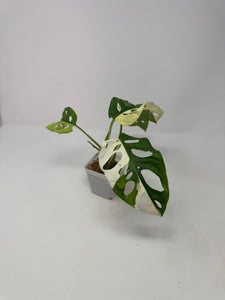 Monstera Adansonii Variegated G