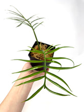 Load image into Gallery viewer, Philodendron Tortum (large)