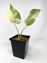 Load image into Gallery viewer, Monstera Deliciosa Albo Variegated A