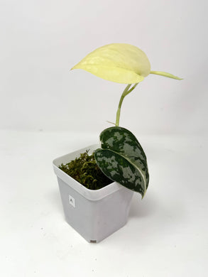 Scindapsus Mayari Variegated A