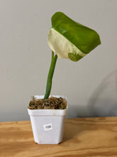 Load image into Gallery viewer, 100. Monstera Deliciosa Albo Variegated