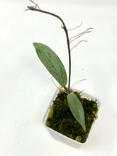 Load image into Gallery viewer, Hoya Pubicalyx Pink Silver Ghost C