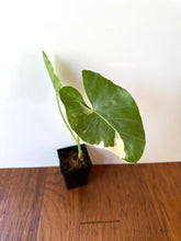 Load image into Gallery viewer, Alocasia Maccrorhiza Variegated A