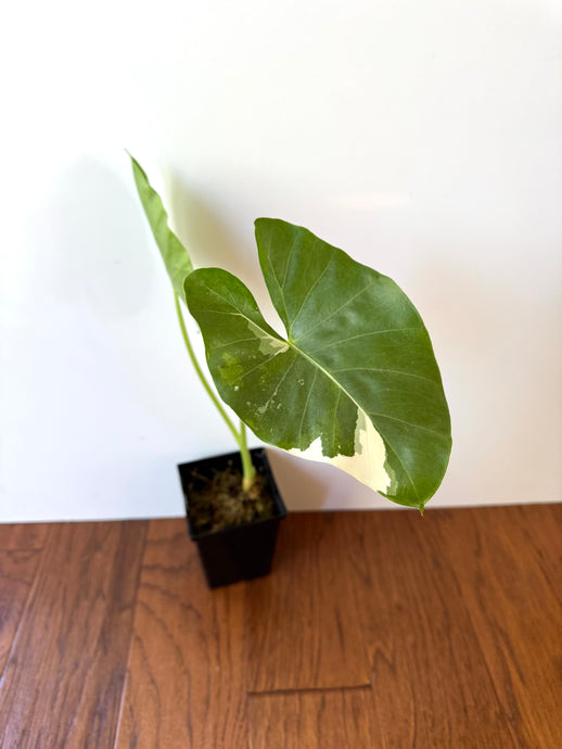 Alocasia Maccrorhiza Variegated A