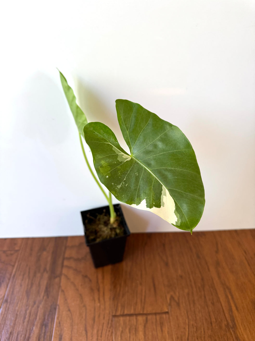 Alocasia Maccrorhiza Variegated A