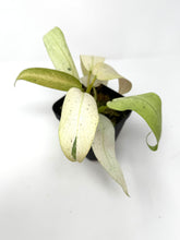 Load image into Gallery viewer, Philodendron Whipple Way A