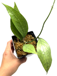 Hoya Germany Silver D