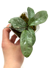 Load image into Gallery viewer, Hoya Carnosa Grey Ghost A