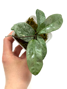 Hoya Carnosa Grey Ghost A