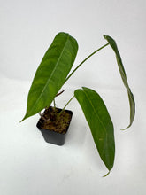 Load image into Gallery viewer, Philodendron Sharoniae