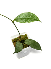 Load image into Gallery viewer, Hoya Mitrata Silver C