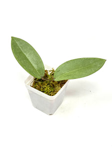 Hoya Silver Dollar