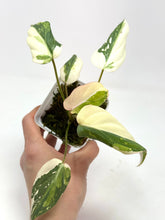 Load image into Gallery viewer, Philodendron Gloriosum Variegated C