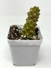 Load image into Gallery viewer, Euphorbia Ritchiei Variegated (Ships within Canada only)