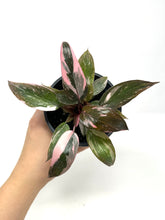 Load image into Gallery viewer, Philodendron Pink Princess (high variegation)