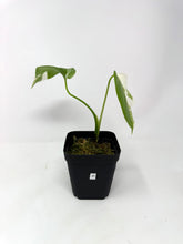 Load image into Gallery viewer, Monstera Deliciosa Albo Variegated P
