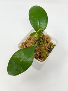 Hoya Benchaii