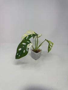 Monstera Adansonii Variegated G