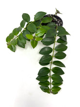 Load image into Gallery viewer, Aeschynanthus Radicans (Red Flower)
