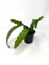 Load image into Gallery viewer, Epiphyllum Oxypetalum “Queen of the Night”