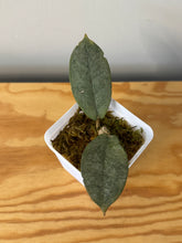 Load image into Gallery viewer, 54. Hoya Mitrata Silver