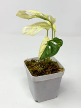 Load image into Gallery viewer, Monstera Adansonii Variegated A