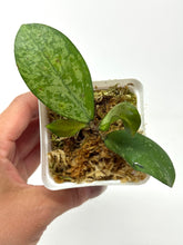 Load image into Gallery viewer, Hoya Meena Silver  (H. Crassipetiolata Splash x H. 'Michele') E