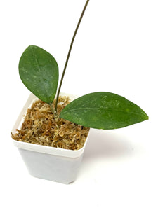 Hoya Erythrostemma Splash