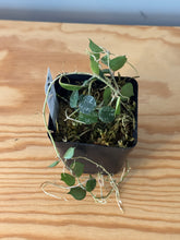Load image into Gallery viewer, 293. Hoya Curtisii