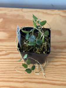 293. Hoya Curtisii
