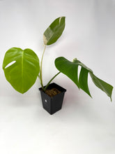 Load image into Gallery viewer, Monstera Deliciosa Albo Variegated D
